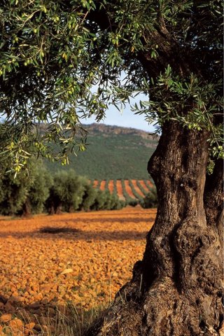 Busco Olivos para arrendar en Rute