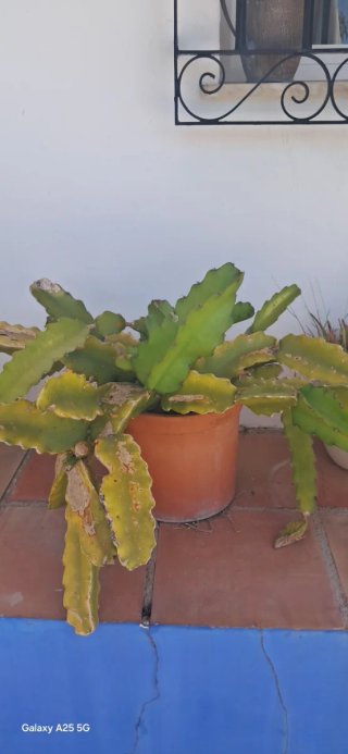 Pitaya fresca