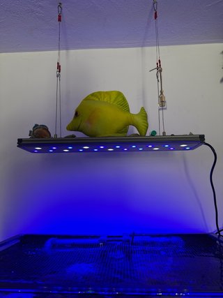 Pantalla/Luz CORAL LED PRO Acuario Marino