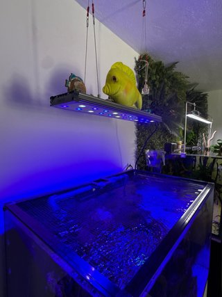Pantalla/Luz CORAL LED PRO Acuario Marino