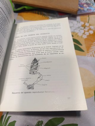 Libro antiguo de cria canarios . 1975