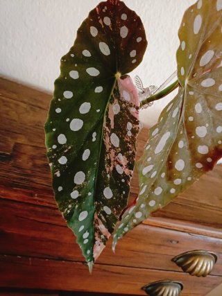Begonia Maculata Pink Variegata