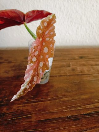 Begonia Maculata Pink Variegata