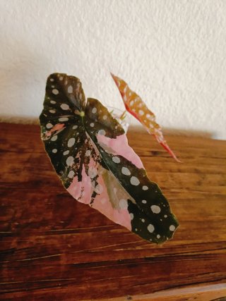 Begonia Maculata Pink Variegata