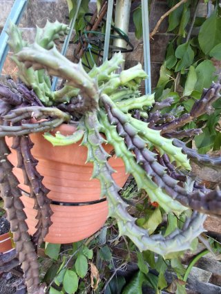 Esqueje Orbea / Flor de Lagarto