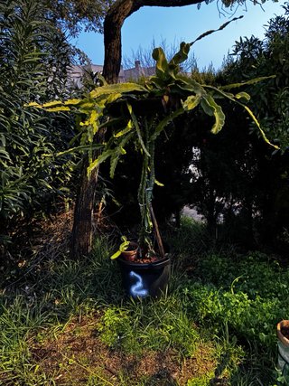 Pitahaya Fruta del Dragón