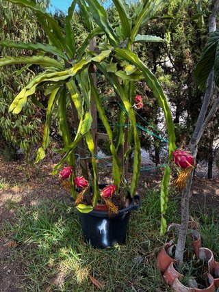 Pitahaya Fruta del Dragón