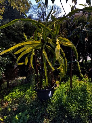 Pitahaya Fruta del Dragón