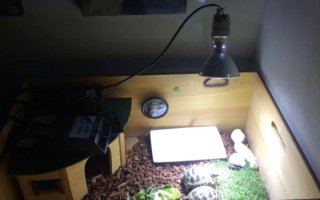 Pack Lámpara Hid Philips