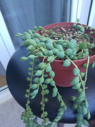Planta Senecio Rowleyanus (Collar de Perlas)