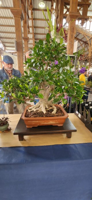 Bonsái Ficus en maceta japonesa pinsado profesiona