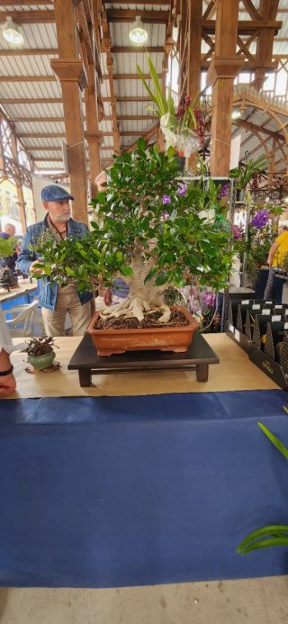 Bonsái Ficus en maceta japonesa pinsado profesiona