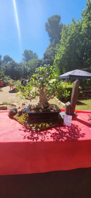 Bonsái Ficus en maceta japonesa pinsado profesiona