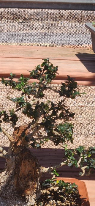 Bonsái olivo silvestre/acebuche, maceta yixing