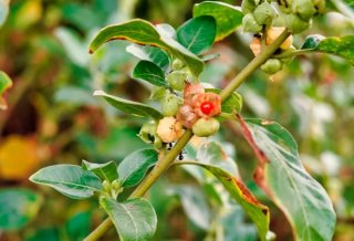 Planta Ashwagandha (Withania somnifera)