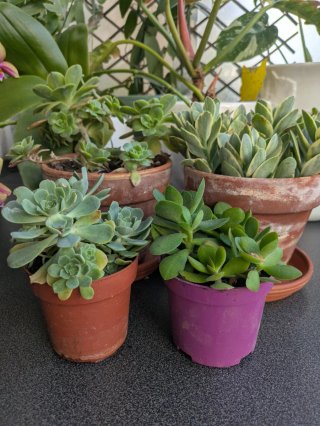 Conjunto de suculentas variadas