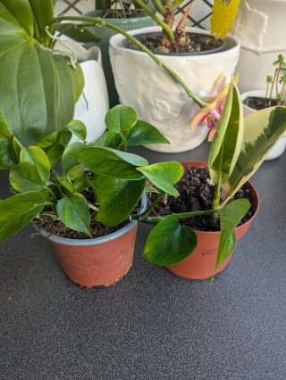 Conjunto de 2 plantas