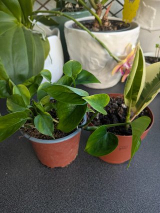Conjunto de 2 plantas
