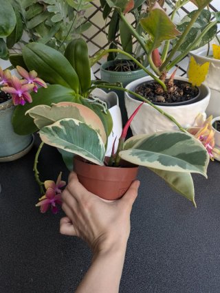 Planta Ficus Elastica Tineke
