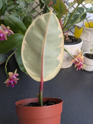 Planta Ficus Elastica Tineke