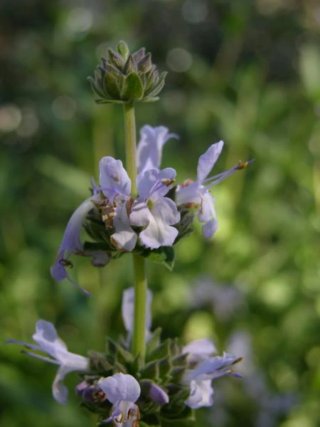 Salvia Negra (Salvia mellifera) planta