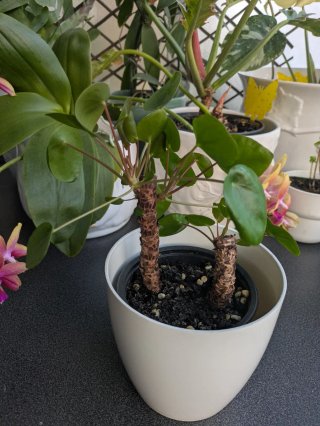 Planta Pilea Peperomioides