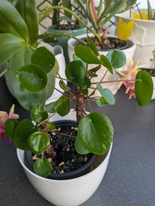 Planta Pilea Peperomioides