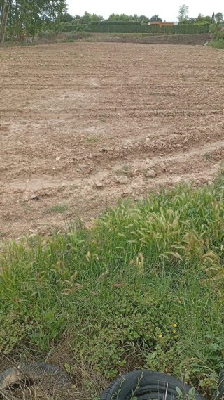 Finca 1 hectárea olivos recién plantados