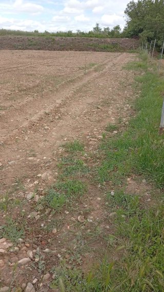 Finca 1 hectárea olivos recién plantados