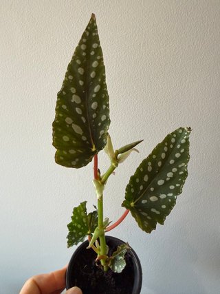 Begonia Maculata