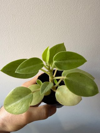 Peperomia Pixie Lime