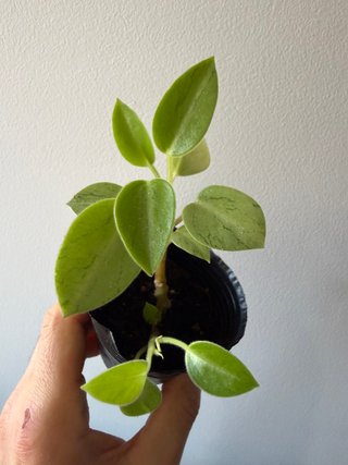 Peperomia Pixie Lime
