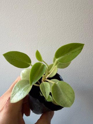 Peperomia Pixie Lime
