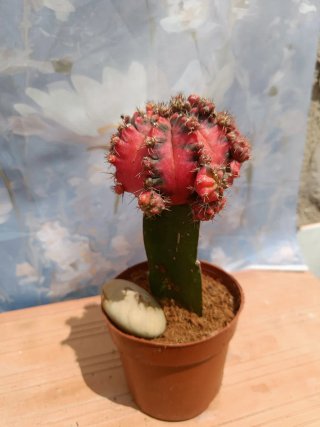 Cactus Gymnocalycium Mihanovichii Injertado