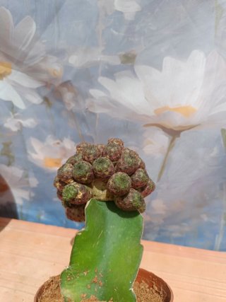 Sulcorebutia Rauschii injertada