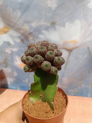 Sulcorebutia Rauschii injertada