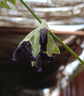 Salvia alpina (Salvia discolor) planta