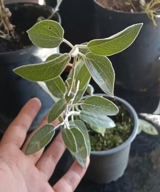 Salvia alpina (Salvia discolor) planta