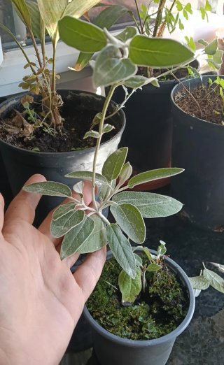 Salvia alpina (Salvia discolor) planta