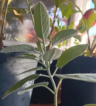 Salvia alpina (Salvia discolor) planta