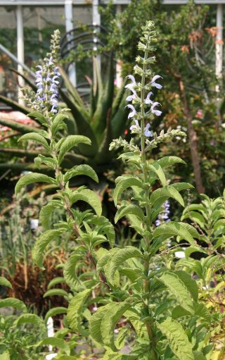 Planta Salvia somalensis
