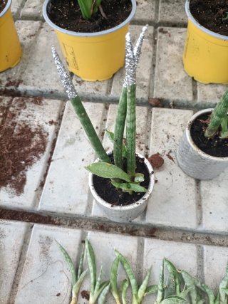 Talea Sanseveria Cylindrica