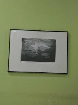 Cuadro de nenúfares en blanco y negro