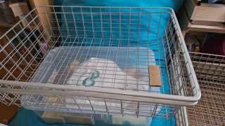 Ceste metalliche Ikea per armadio Pax