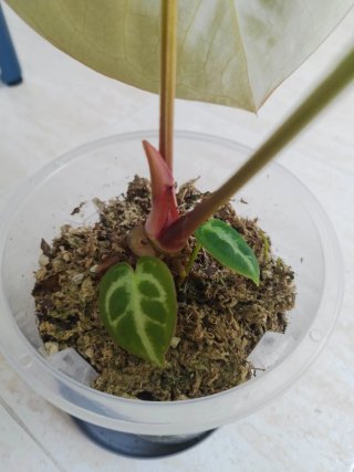 Anthurium Silver Blush Planta