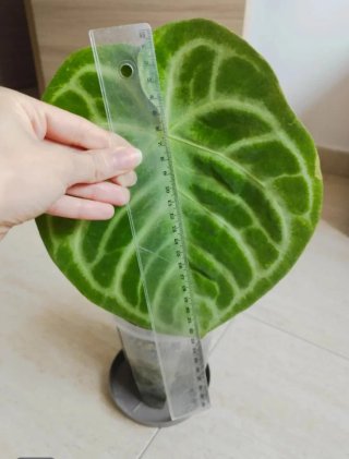 Anthurium Silver Blush Planta