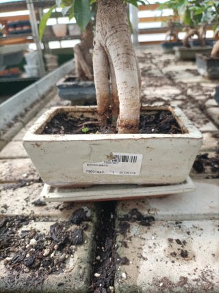 Vaso Bonsai Rettangolare 15x10cm Ceramica