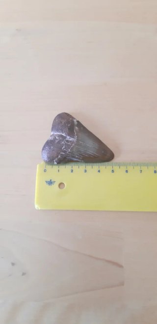 Diente Fósil tiburón Megalodon