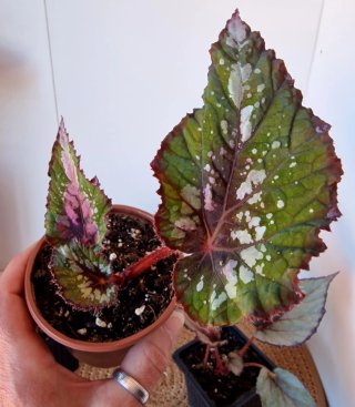 Lote 3 plantas Begonias