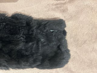 Abrigo de conejo negro